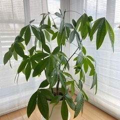 パキラ　　観葉植物　　　　　