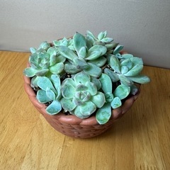 多肉　寄植え　②