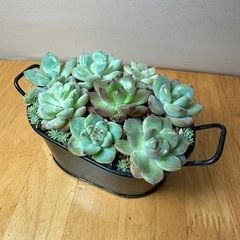多肉　寄植え　③