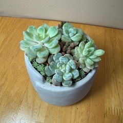 多肉　寄植え　④