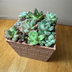 多肉　寄植え　⑤