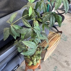 決まりました☆造花☆格安☆中古☆配達相談可能☆早い者勝ち🫵🏾新生活に♪の画像