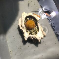 メダカ　舞姫　東天紅