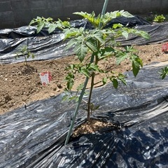 宣伝‼️夏野菜（ミニトマト、ゴーヤ）