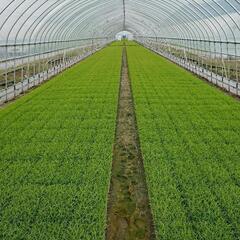 欠員のため急募【田植え】の画像