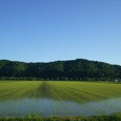欠員のため急募【田植え】