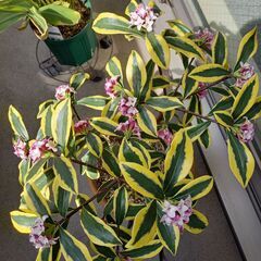 沈丁花の鉢植えをお譲りします