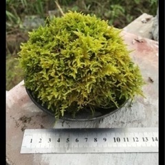 軽石と苔（おの画像