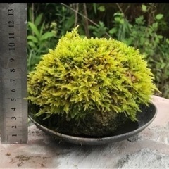 軽石と苔（お