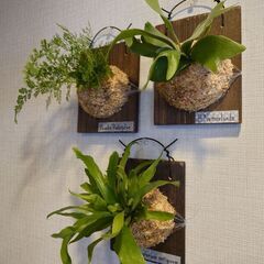 【お取引中】着生シダ植物 板付け3点セット(ビカクシダ、ダバリア...