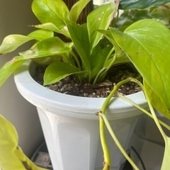 観葉植物