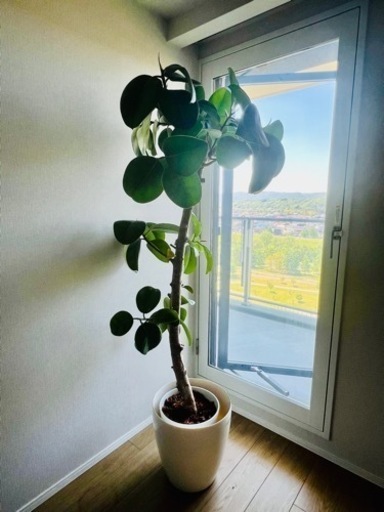 植物、グリーン