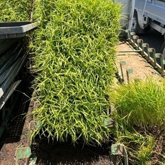 ヒトメボレ　苗