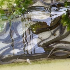 うなぎの画像