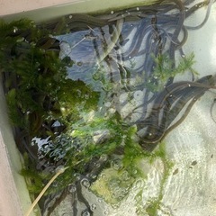 うなぎの画像