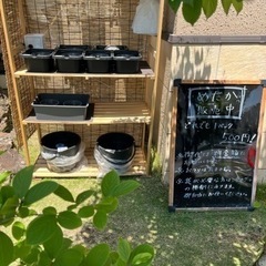 メダカ無人販売🐟