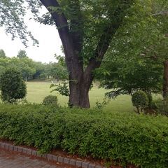 ⑳-3　朝活☆川越市内参加自由☆朝の公園で気持ちよく！みんなと一緒に気功で楽しく体を動かしませんか？の画像