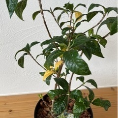 フイリクチナシ　鉢植えの画像