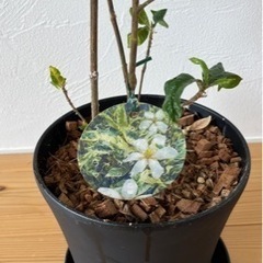 フイリクチナシ　鉢植えの画像