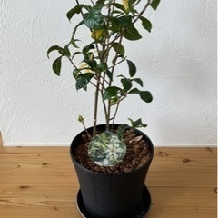 フイリクチナシ　鉢植えの画像