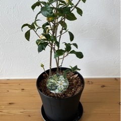 フイリクチナシ　鉢植えの画像