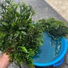 水槽水草　ウィローモス？等(廃棄するので、本日のみ)の画像