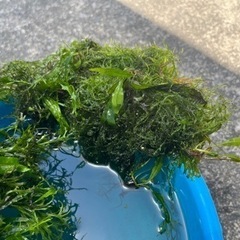 水槽水草　ウィローモス？等(廃棄するので、本日のみ)の画像