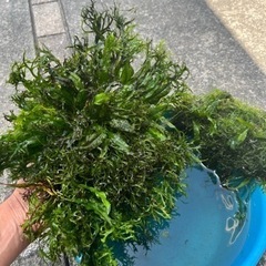 水槽水草　ウィローモス？等(廃棄するので、本日のみ)の画像