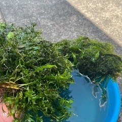 水槽水草　ウィローモス？等(廃棄するので、本日のみ)の画像