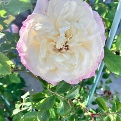 つるバラ　薔薇　 
