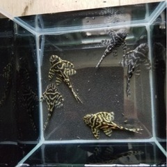 決まりました キンペコ　プレコ　５匹の画像