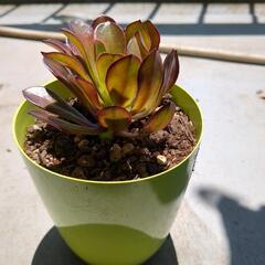 多肉植物
