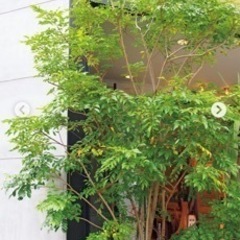 シマトネリコの木
の画像