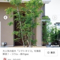 シマトネリコの木
の画像