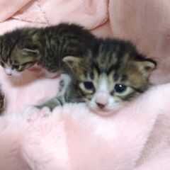 お母さん猫と一緒に③　里親さん募集しています🐈