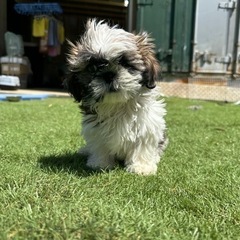 【飼い主様決まりました】明るいシーズーの男の子🌼