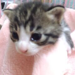 お母さん猫と一緒に①　里親さん募集しています🐈