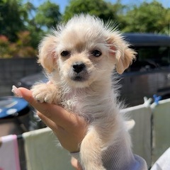 【飼い主様決まりました】元気なチワプーの女の子🌷