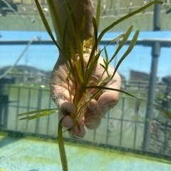 水草　バリスネリア