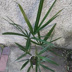 観葉植物 ガーデニング　シュロ竹？観音竹？　※同等サイズの木が複数あります。の画像