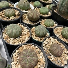 生活雑貨 家庭用品 ガーデニング