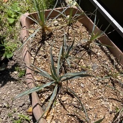 生活雑貨 家庭用品 ガーデニングの画像