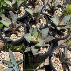 生活雑貨 家庭用品 ガーデニングの画像