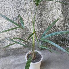 観葉植物 ガーデニング　シュロ竹？観音竹？　※同等サイズの木が複数あります。の画像