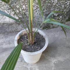 観葉植物 ガーデニング　シュロ竹？観音竹？　※同等サイズの木が複数あります。の画像