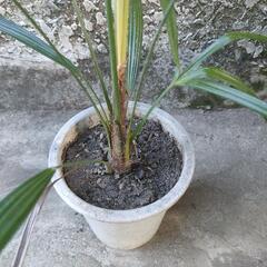 観葉植物 ガーデニング　シュロ竹？観音竹？　※同等サイズの木が複数あります。の画像