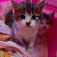 生後約1ヶ月　子猫　３匹