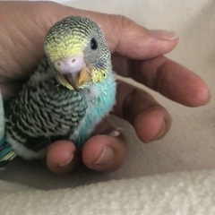 セキセイインコの雛(募集を終了します)
