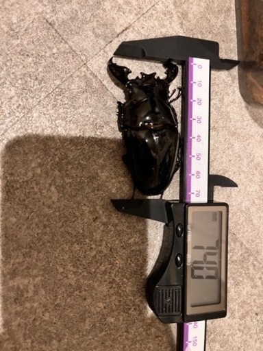タランドゥスオオツヤクワガタ