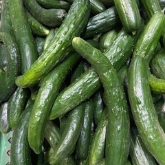 12新朝収穫きゅうり！漬物用、きゅうりになります！値段のほうは5キロ1000円になります。もしよかったらよろしくお願いいたします。の画像